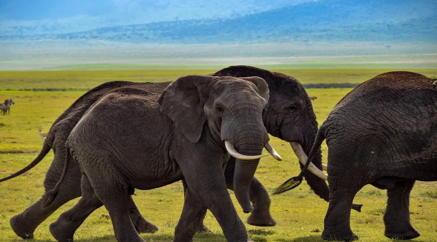 can i take photographs during safari drives